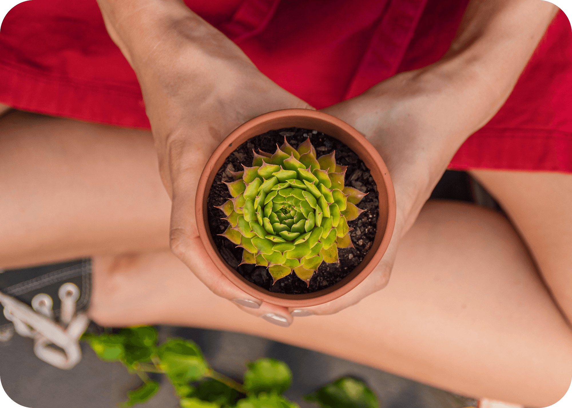 How Plant Power is Redefining Healing